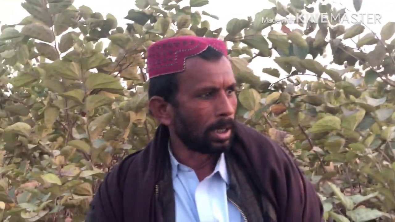 Falsa farming Pakistan (Grewia asiatica فالسا) In urdu (HD)