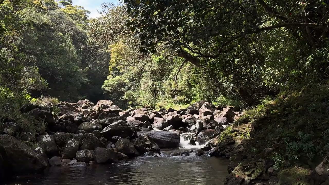 1 Hour of Pure Forest Soundscape—No Music, No Talking