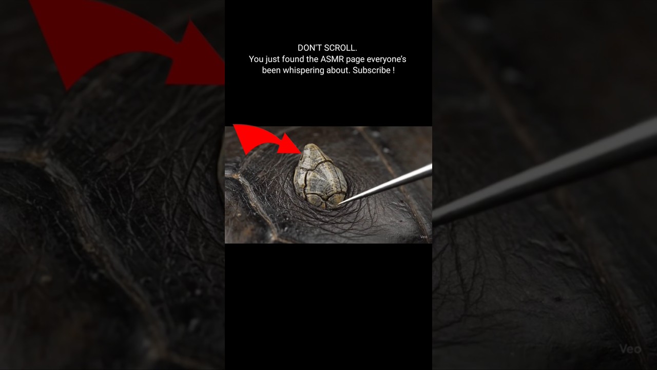 Satisfying Barnacle Removal on Leatherback Turtle | ASMR Sea Turtle Care #asmr #ai