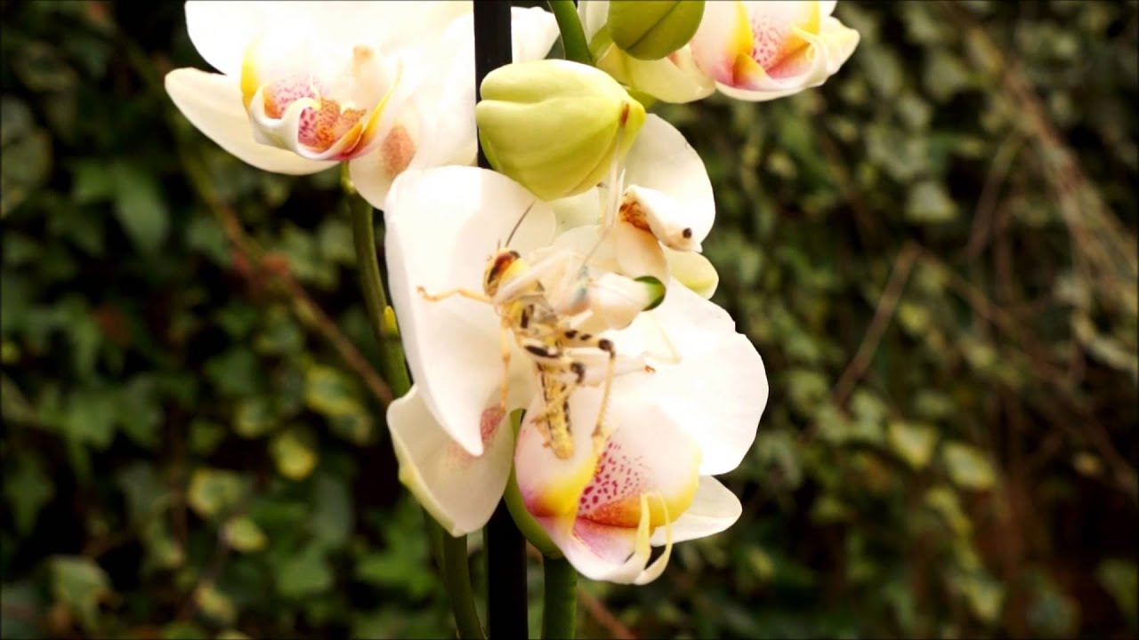 Orchid Mantis Catching Prey
