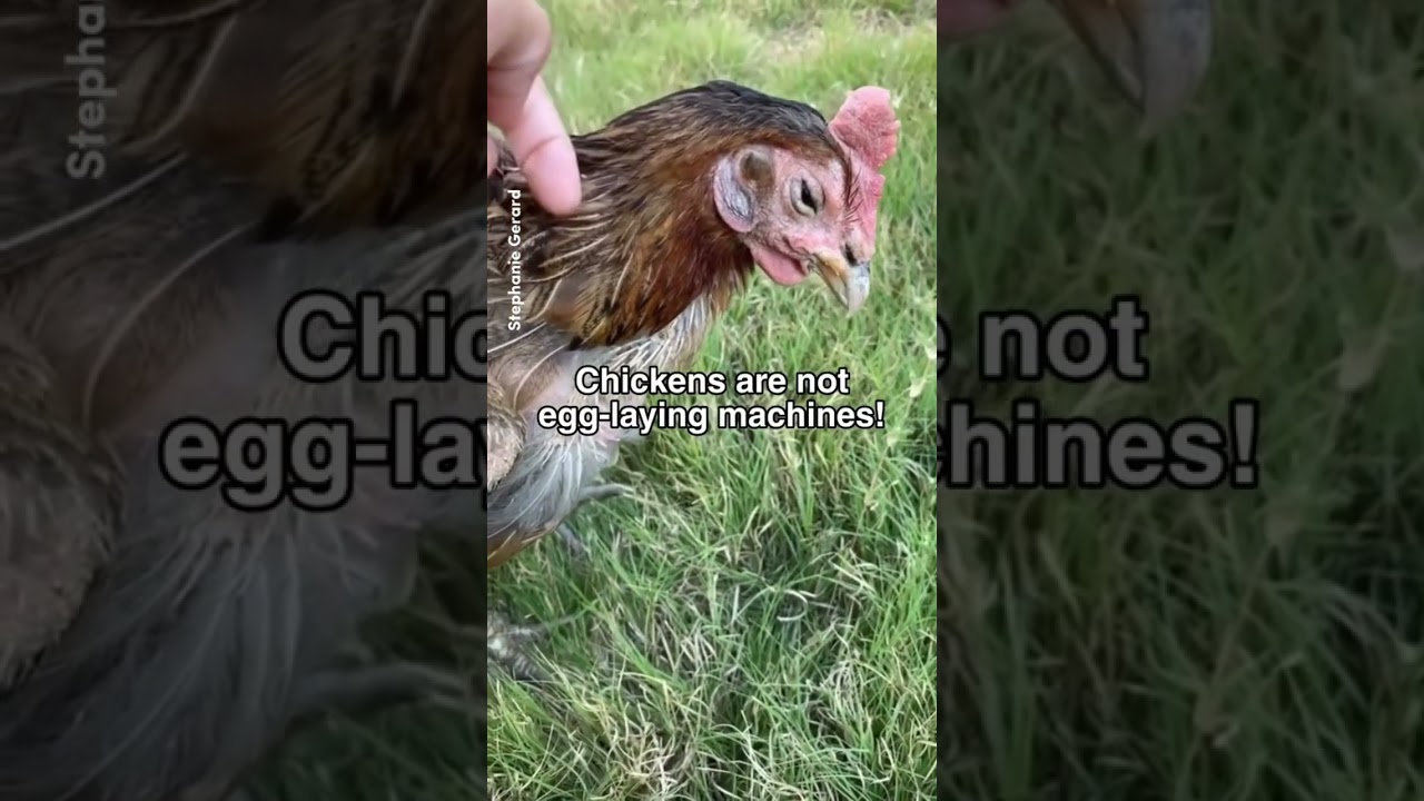 This Egg Industry Survivor is an Individual, NOT a Machine. #eggs #vegan #freerange