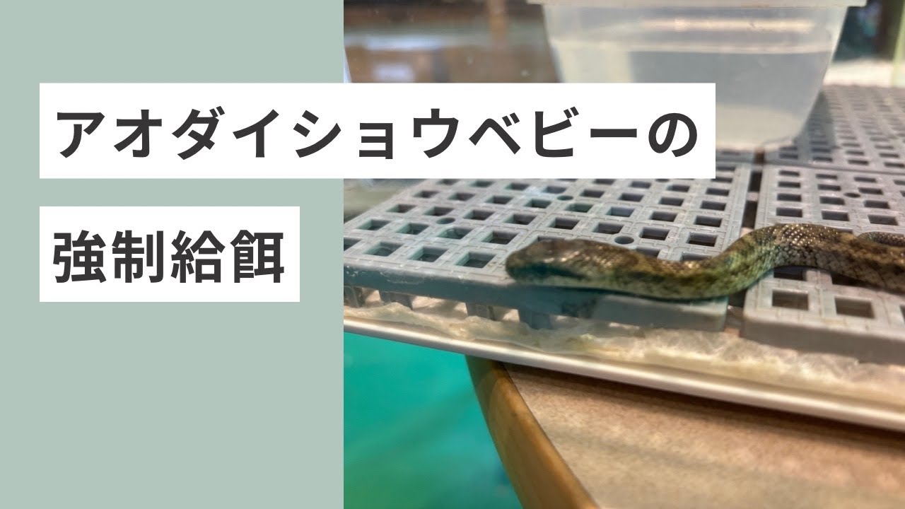 アオダイショウベビーの強制給餌🐍#アオダイショウ#ヘビ#蛇#強制給餌#爬虫類#爬虫類カフェ#爬虫類のいる生活