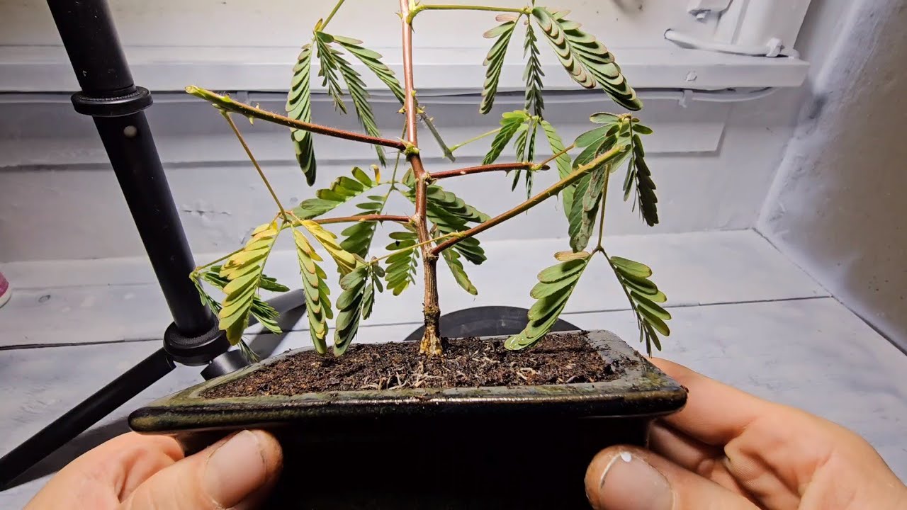 How To Bonsai Mimosa Pudica
