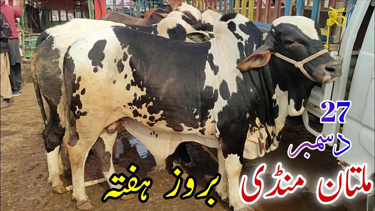 Aaj Multan Cow Mandi Ka Haal 🐂 Buyers Shocked! latest update on Saturday 