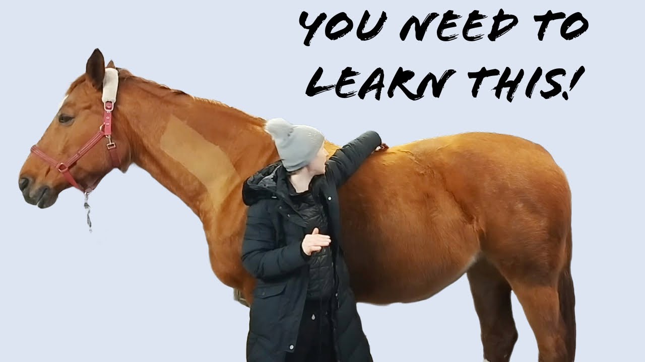 What you need to know about the horse's spine! // Anatomy, biomechanics and function