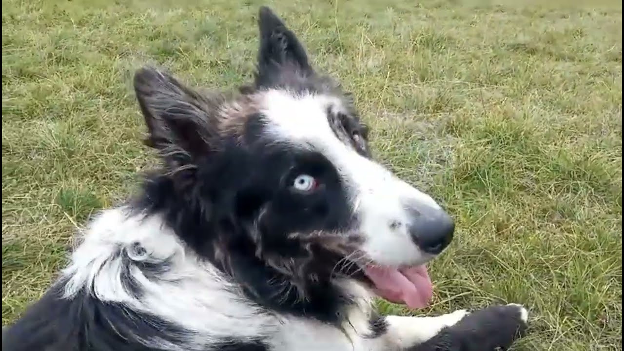 Cose da sapere sui cani PASTORE