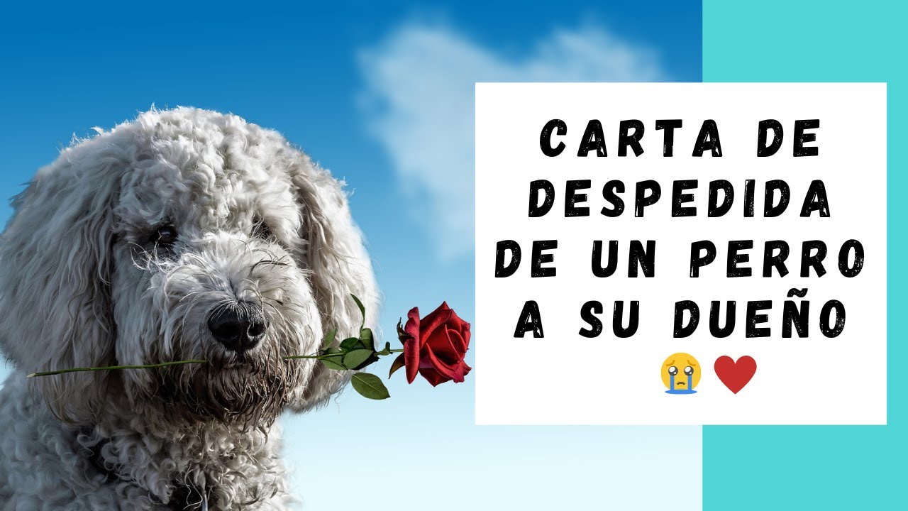 Carta de despedida de un perro a su dueño 😔🥺😭❤️