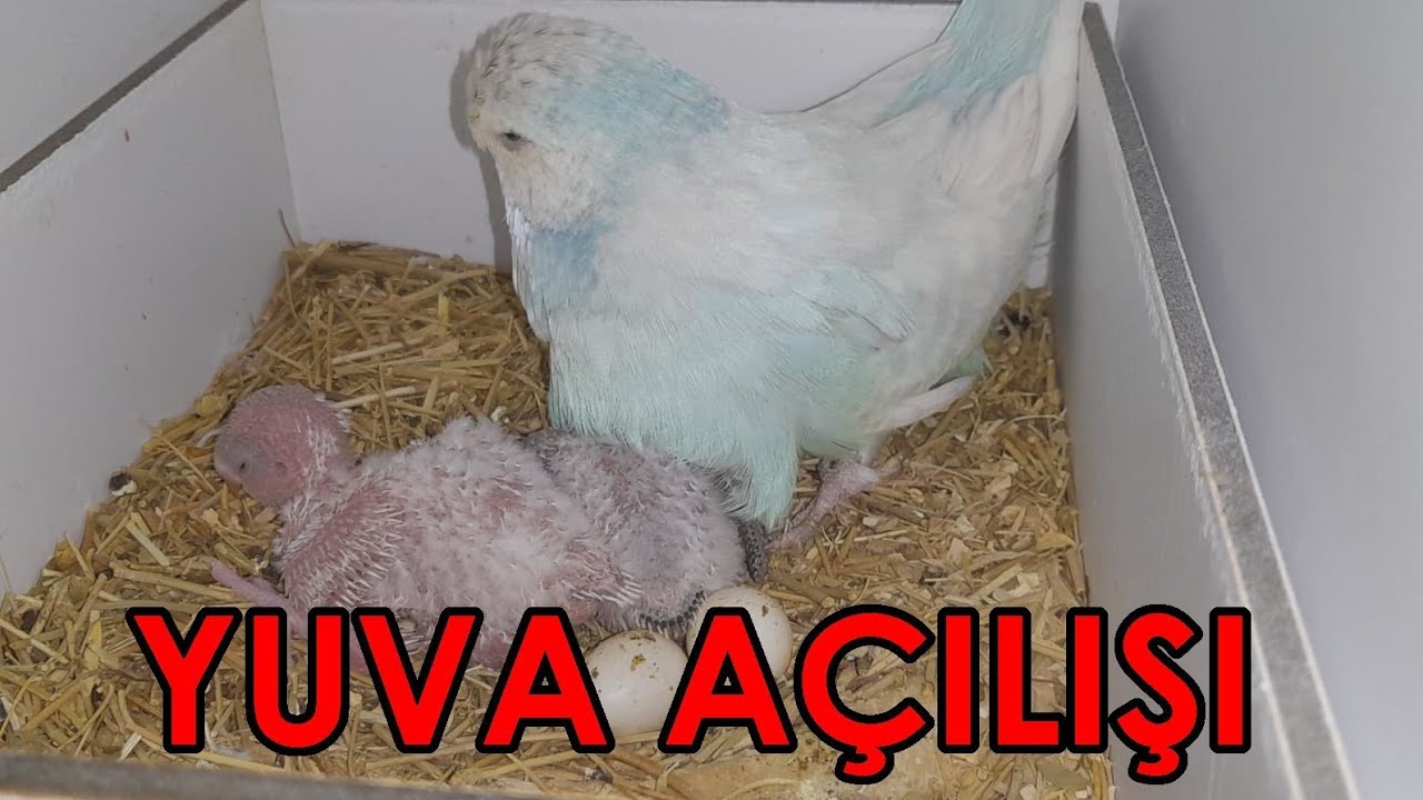 Yuvalık açılışı