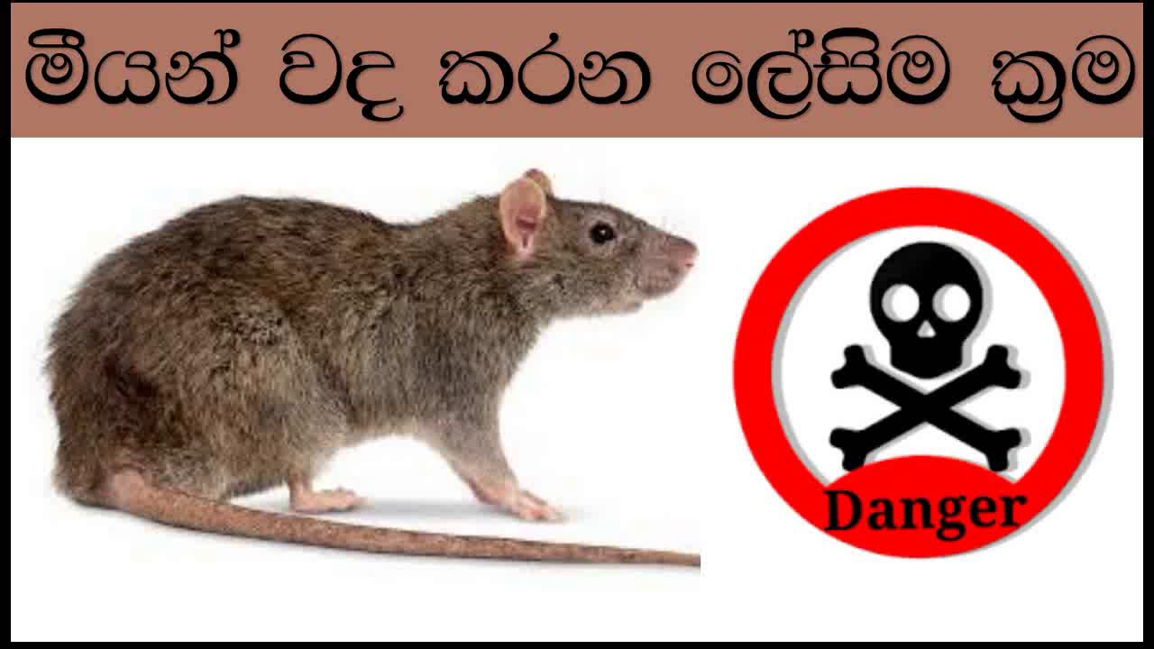 meeyan palawa harina krama -How to get rid of Rats