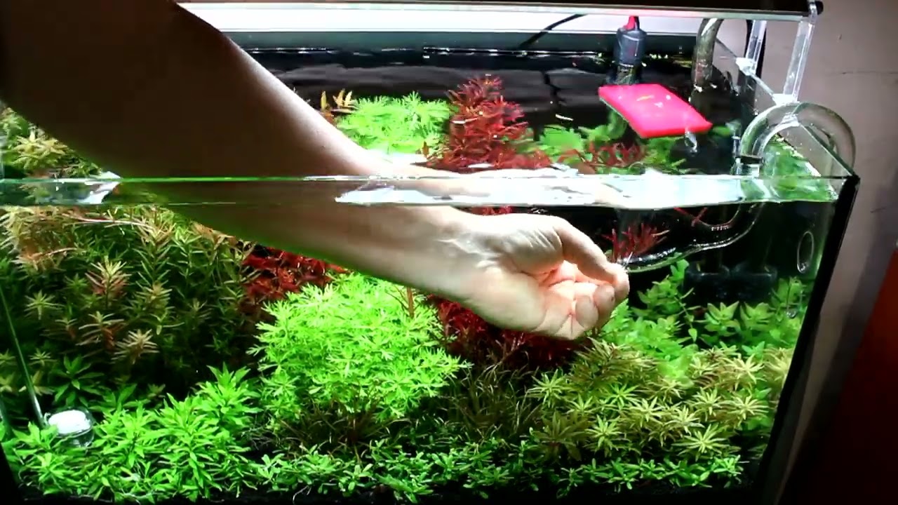 Akvárium karbantartás. 60 literes high tech (CO2) akvárium.