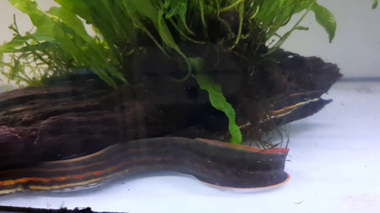 Anguila de fuego. Cuidados