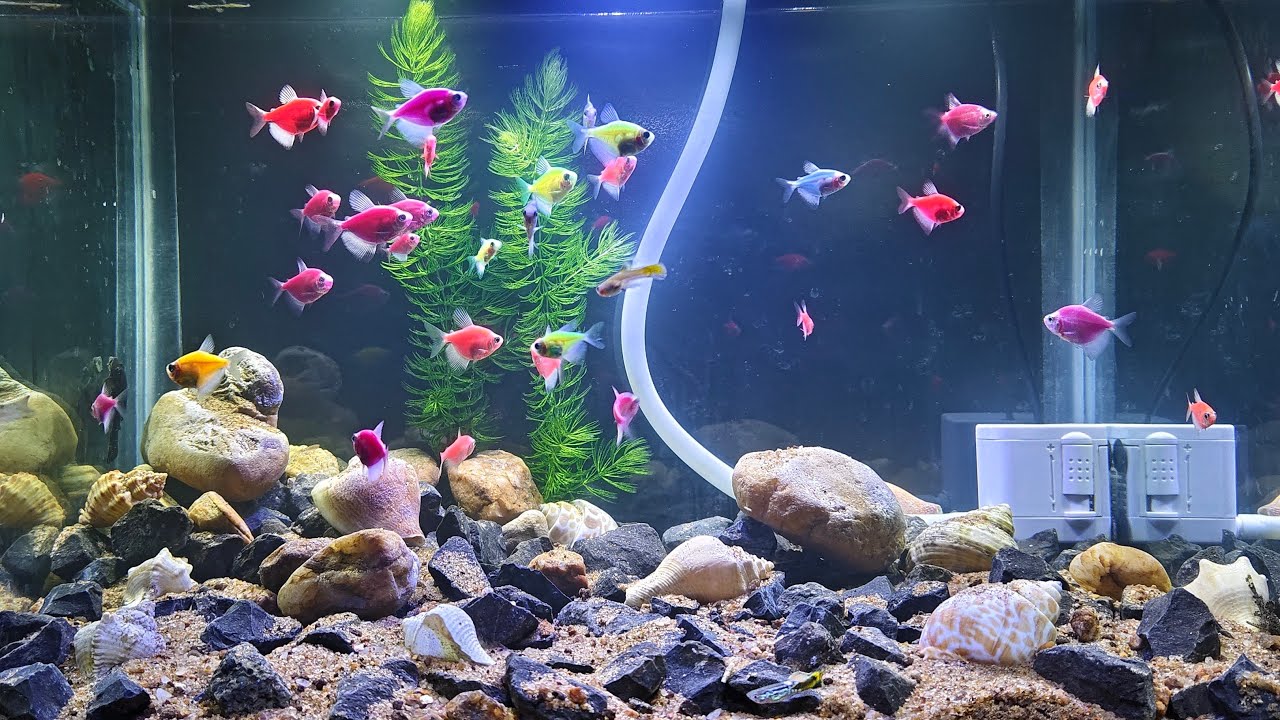 Mera Chhota Sa khubsurat fish tank 🐟🐠😊,,,,, #fish #aquarium