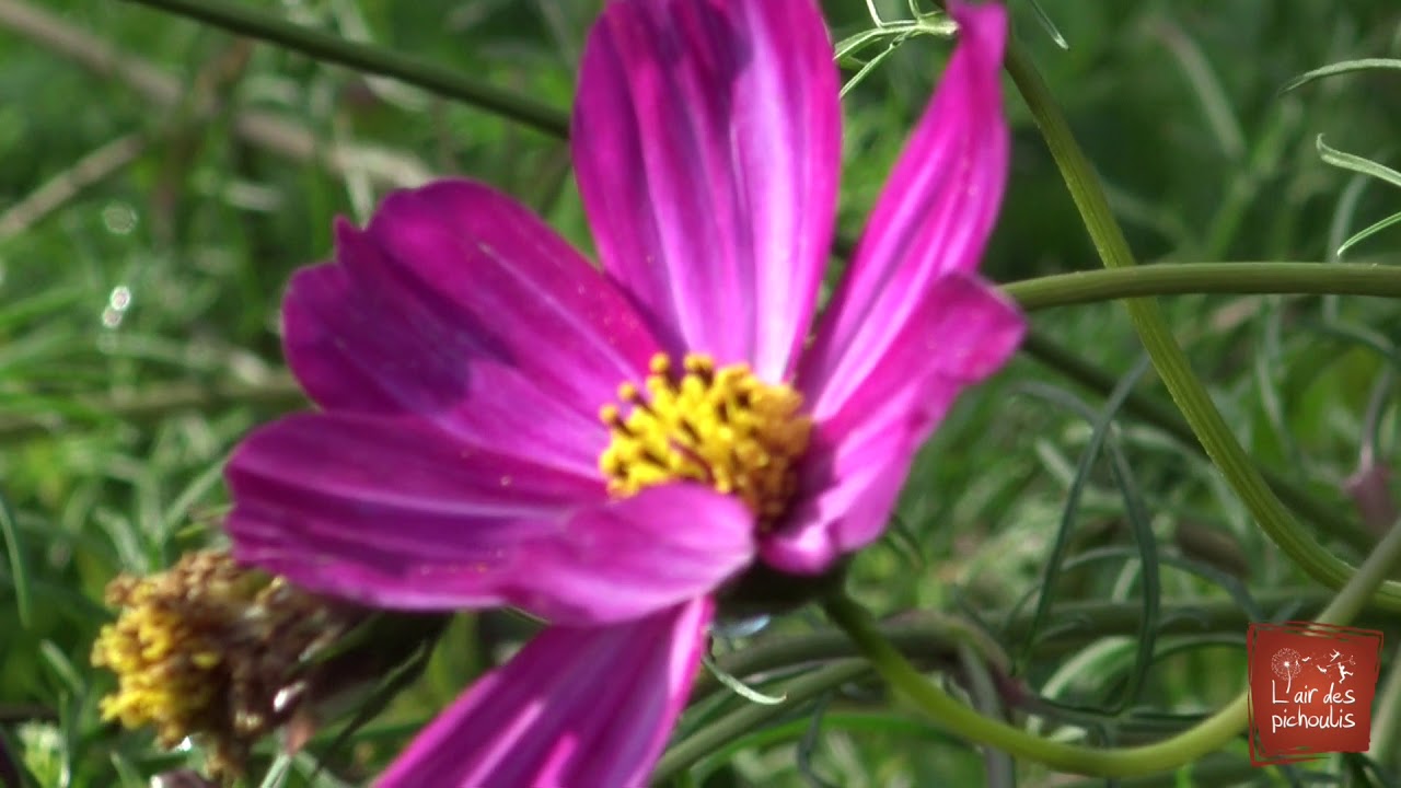 Permaculture: Jardinage sur sol vivant