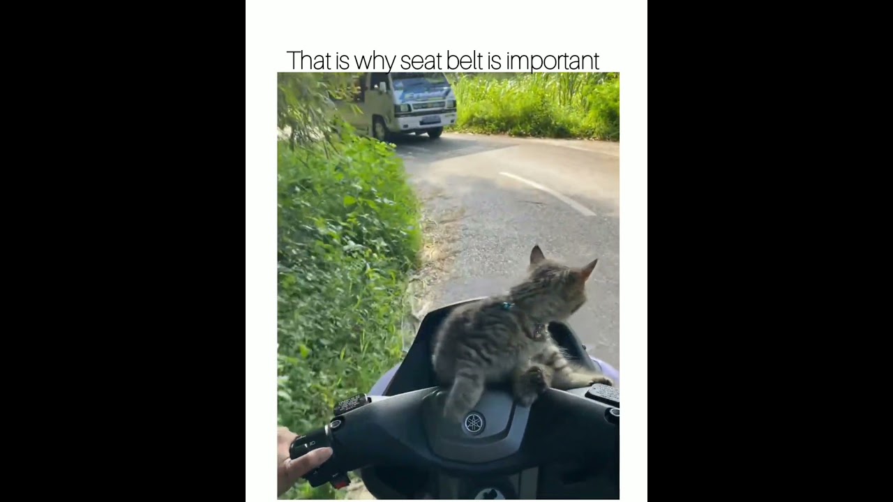 Zero survival instinct. #cat #cats
