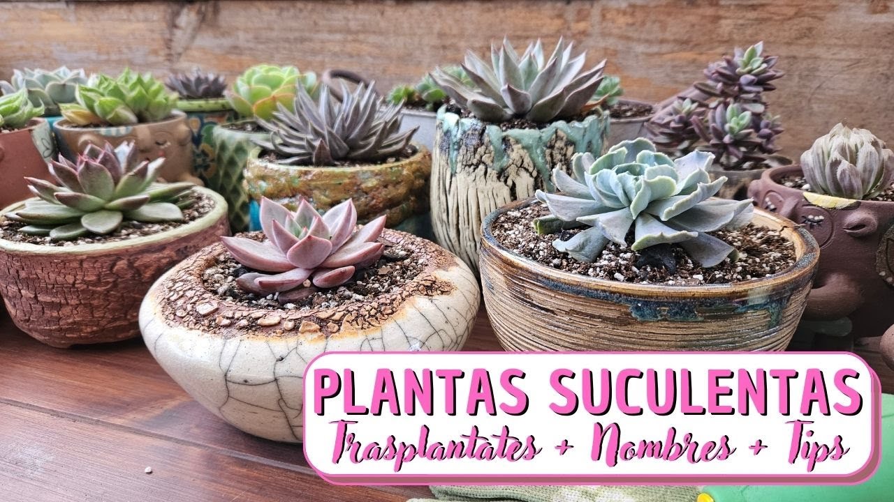 Trasplantando SUCULENTAS con sus NOMBRES