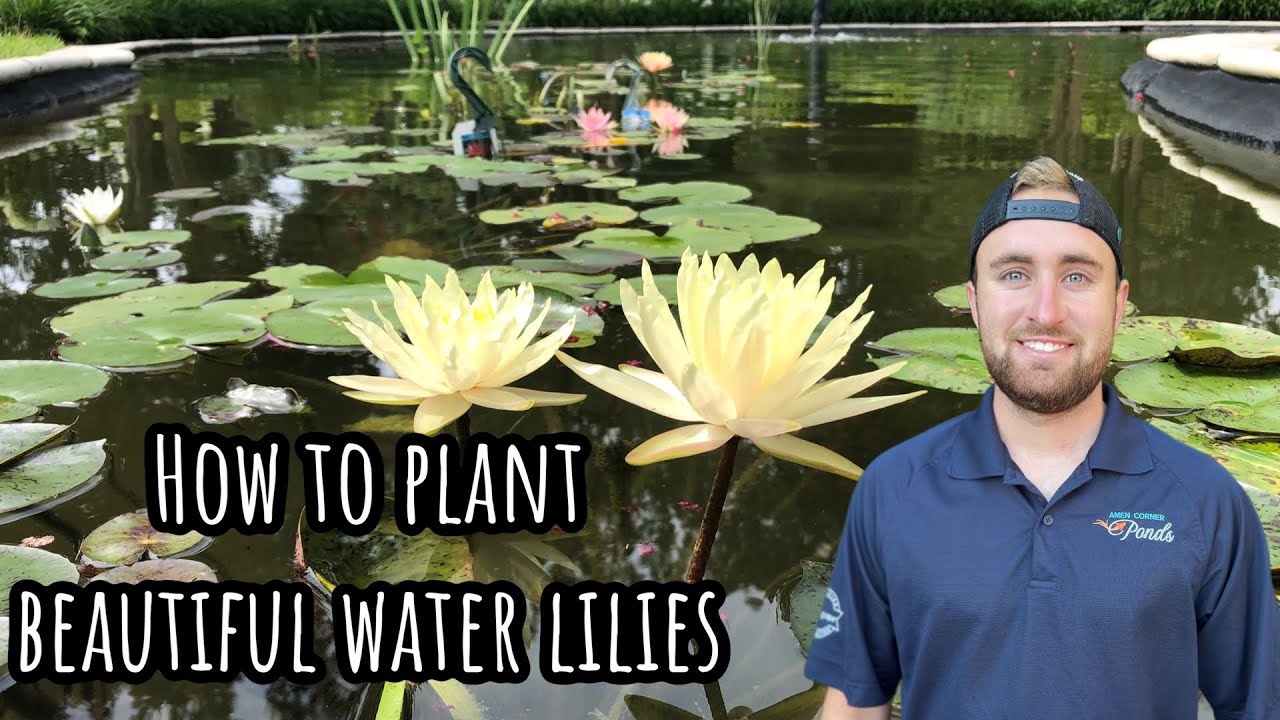 How To Plant Water Lilies