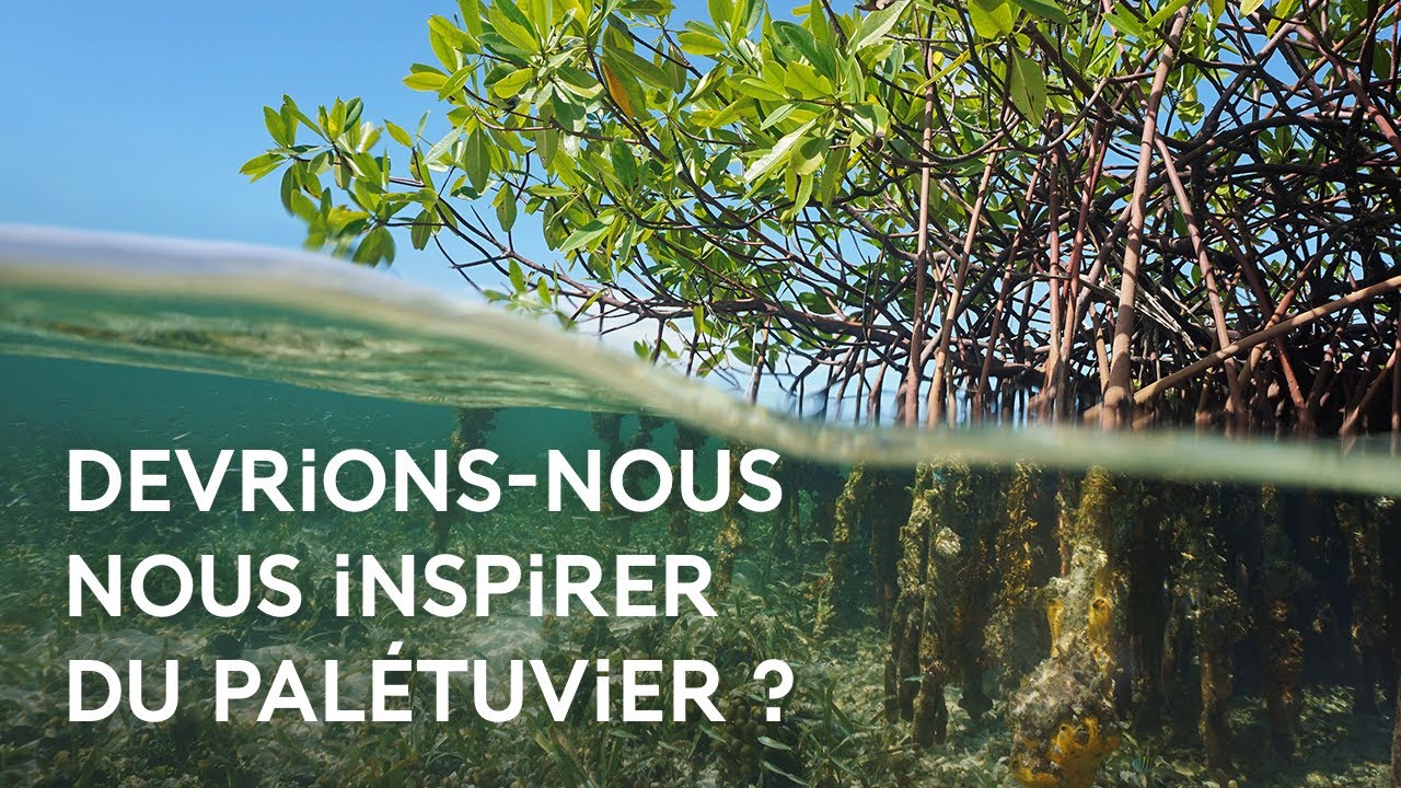 Le pal&eacute;tuvier, cet arbre gymnaste