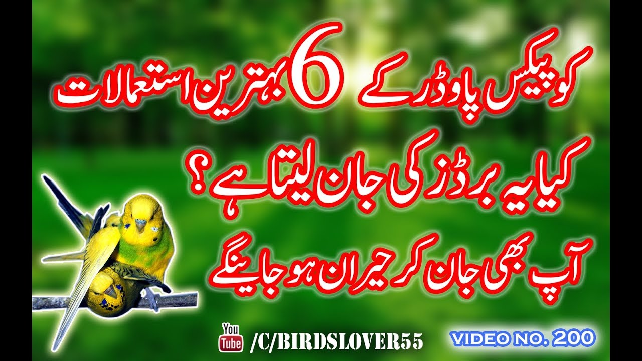 6 uses of Mortine coopex powder. how to use coopex powder for birds. Video No 200