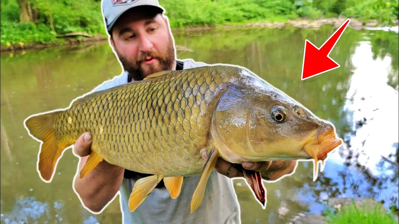 Carp Fishing in Small Rivers! (How to catch carp in rivers)