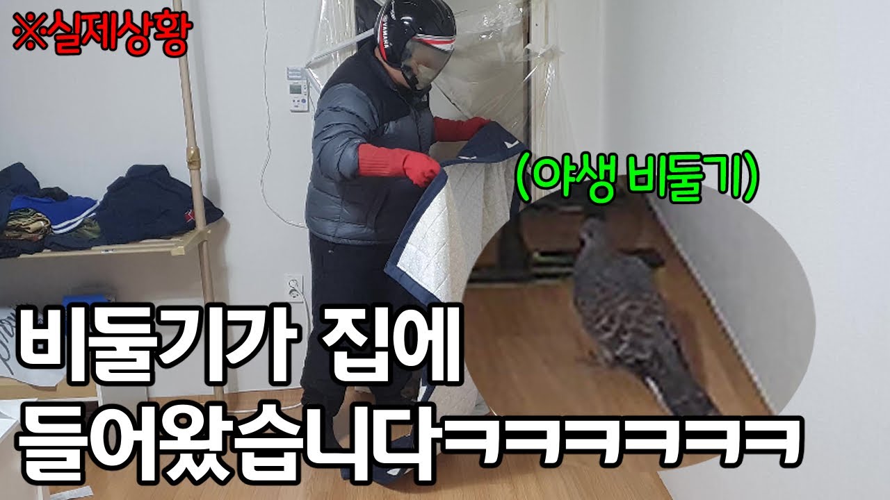 비둘기 사냥하는 법