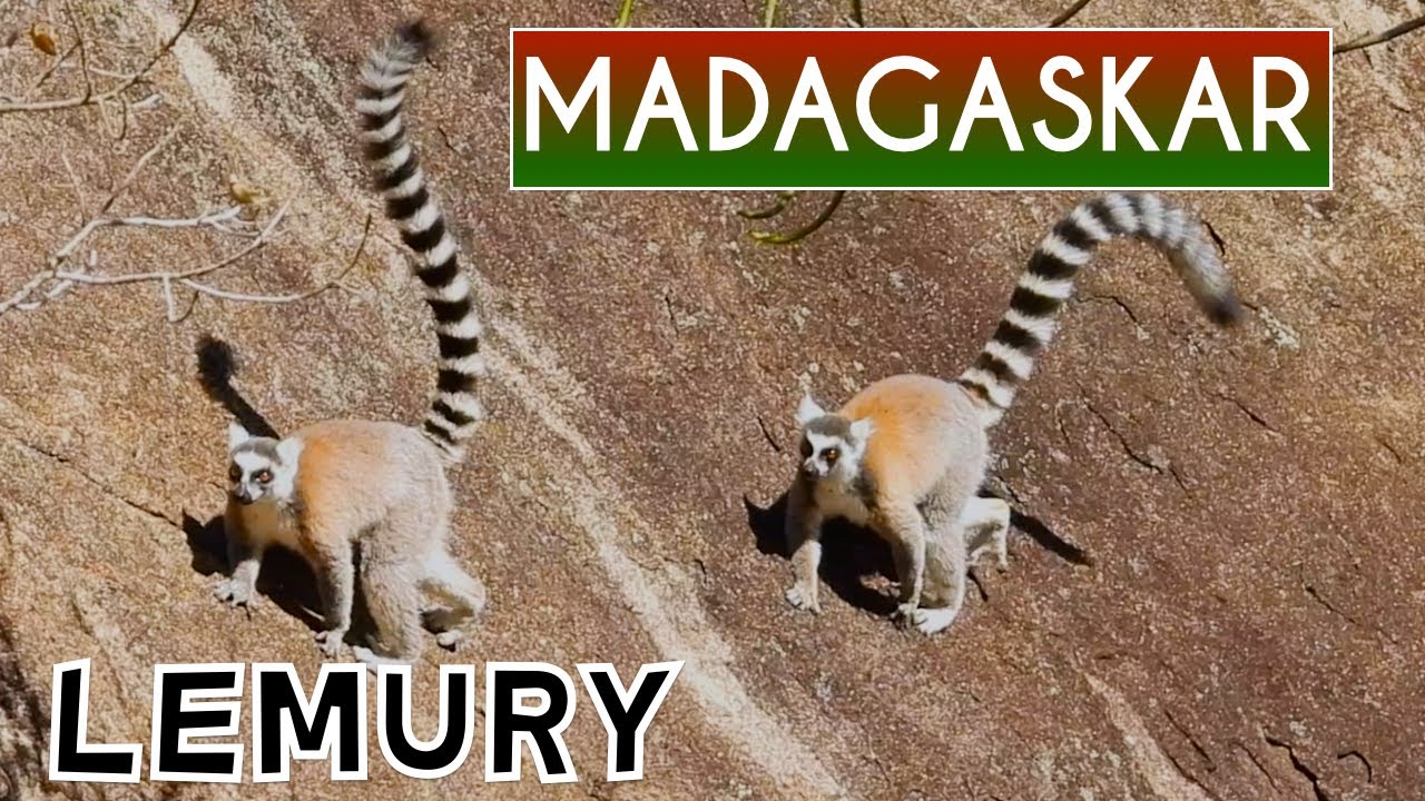 MADAGASKAR lemury - zwyczaje i środowisko życia