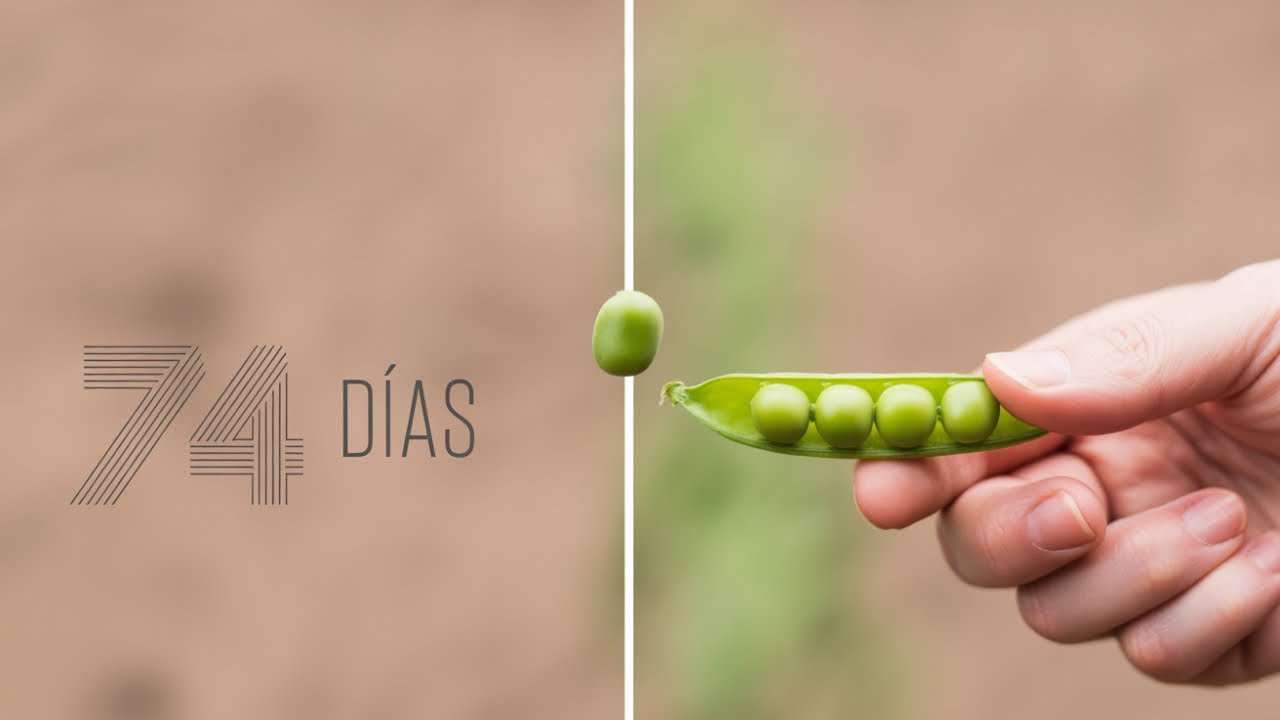 El increíble viaje de una semilla: 74 días para crear vida.