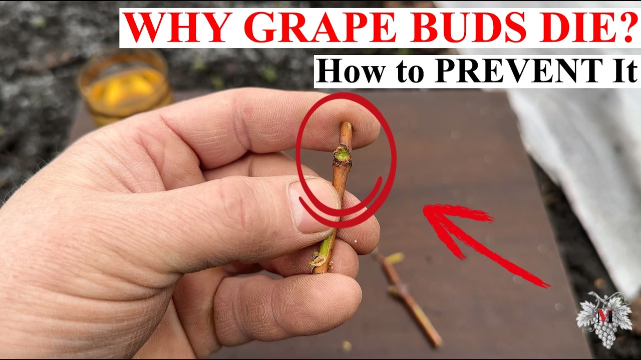 The MAIN Reason Grape Buds DIE in Winter ❄️ How to PREVENT It & Save Your Harvest 🍇