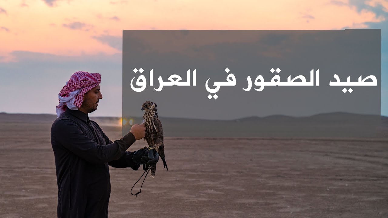 Falcon hunting in Iraq - صيد الصقور في بادية السماوة