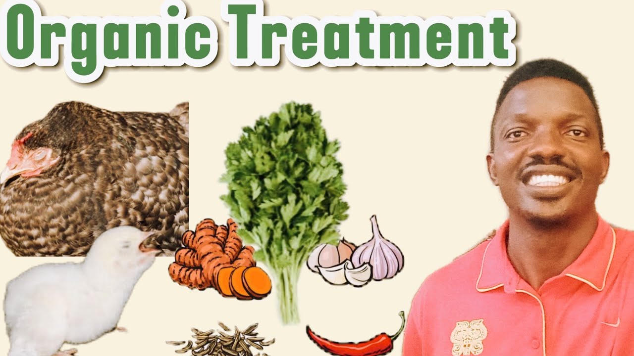 Herbs For Poultry Diseases That Actually Work-Natural Treatment for Chickens