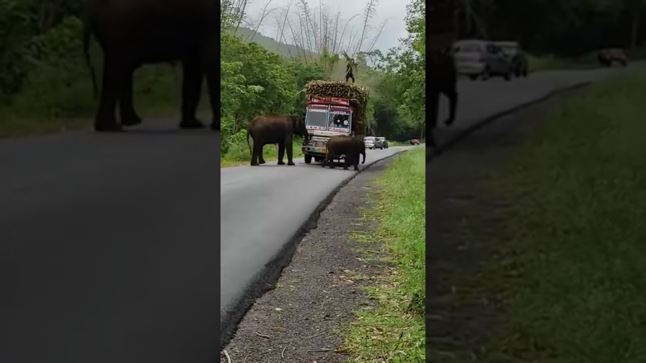 Elephant attack in Sathyamangalam road