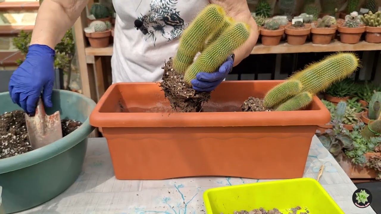 COLOCANDO MIS PARODIAS LENINGHAUSII 🌵 | #cactumania_spain