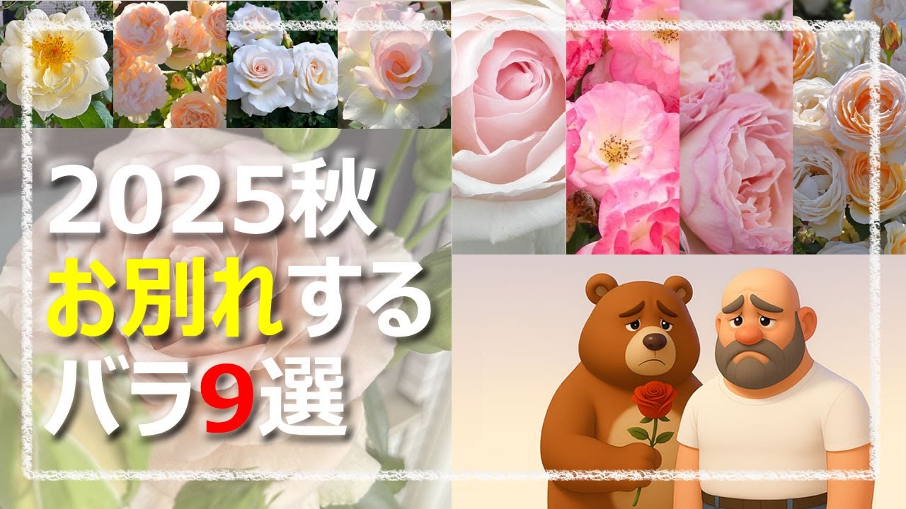 2025年度お別れするバラ9選