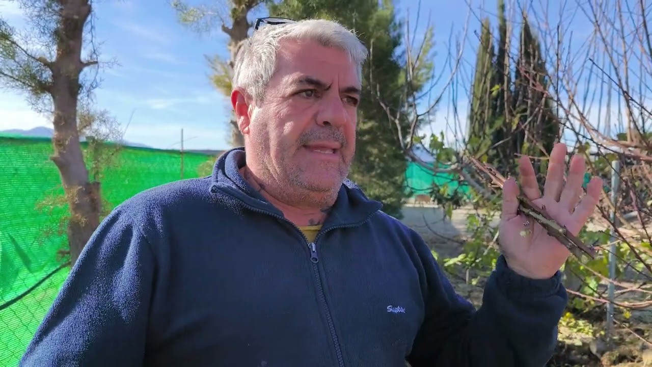 Como preparamos nosotros las estaquillas para injertos de invierno y primavera.