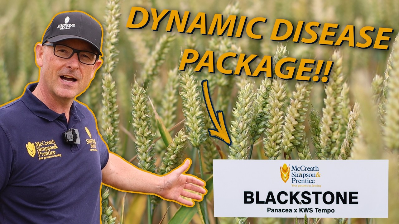 Blackstone Winter Wheat Variety 2024: The LG Skyscraper Replacement??