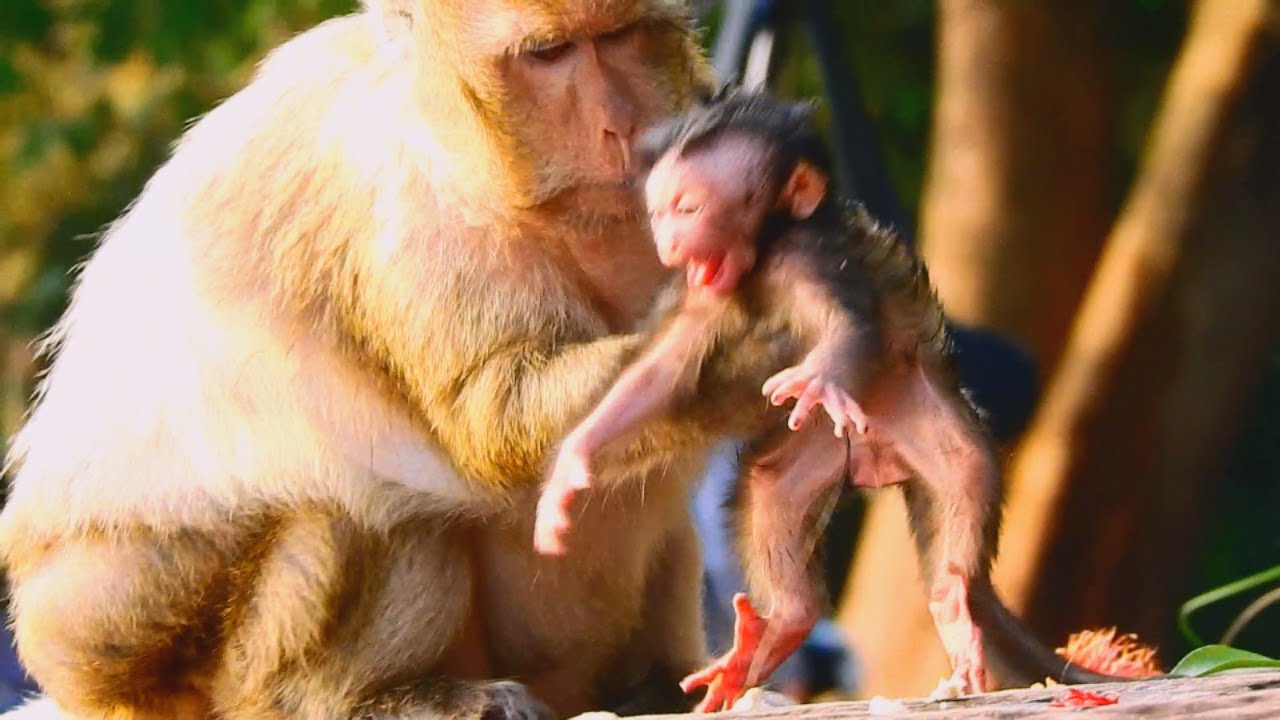 WHY MOMMY...WHAT ARE YOU DOING FOR HER NEWBORN BABY? POOR BRANDA LOUDLY CRY AND SCARED