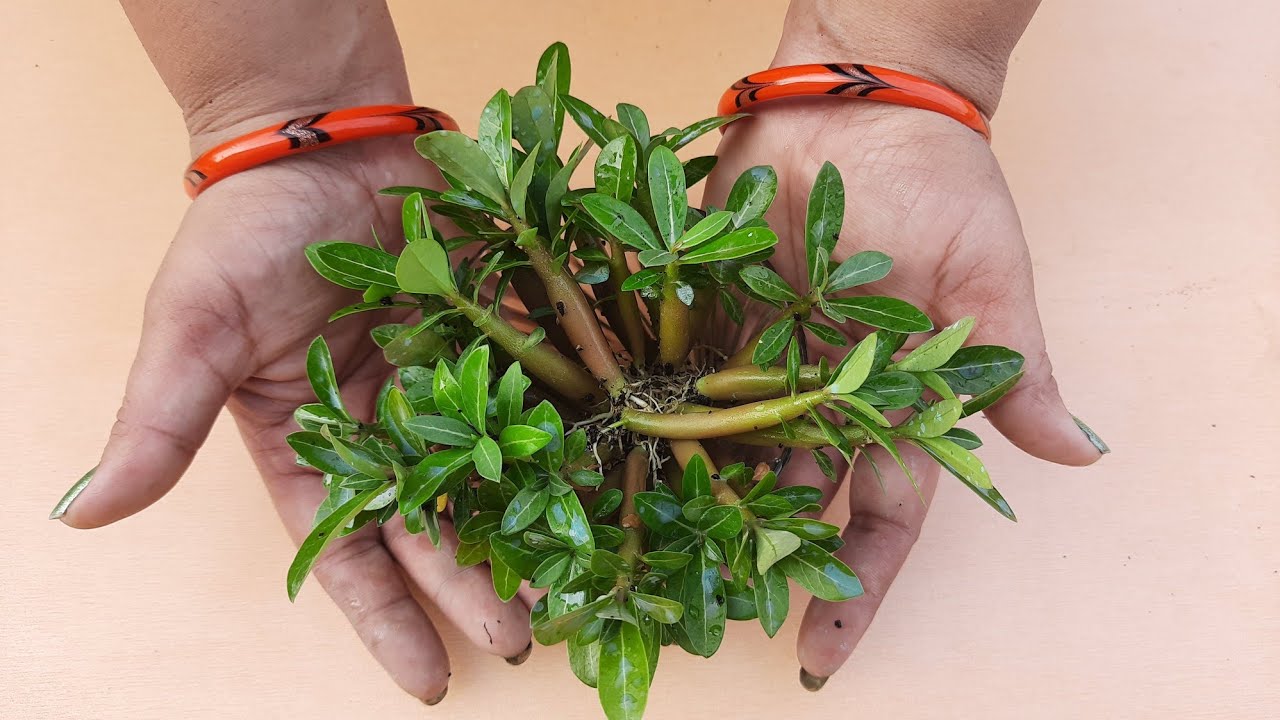 REPOTTING OF THREE MONTHS ADENIUM SEEDLING/ ADENIUM SEEDLING REPOTTING