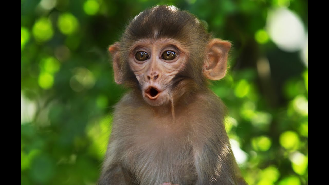 Monkey Temple - Swayambhunath BTS