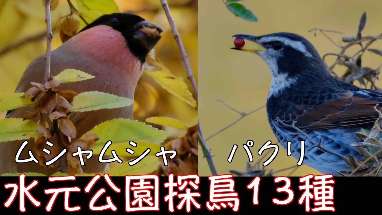 12月1日 ウソ食べて飲んで マヒワまだ居るよ 水元公園探鳥
