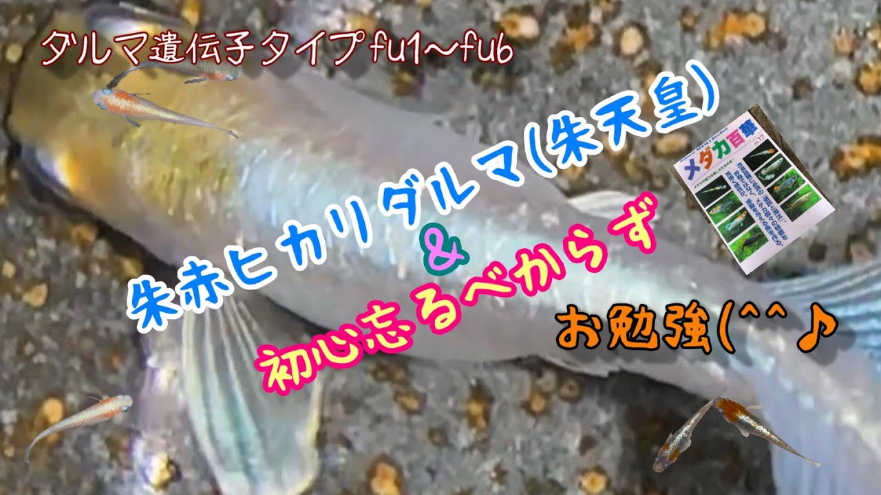 【メダカ】朱赤ヒカリダルマ(朱天皇)＆初心忘るべからず【4月ですよ🎵】