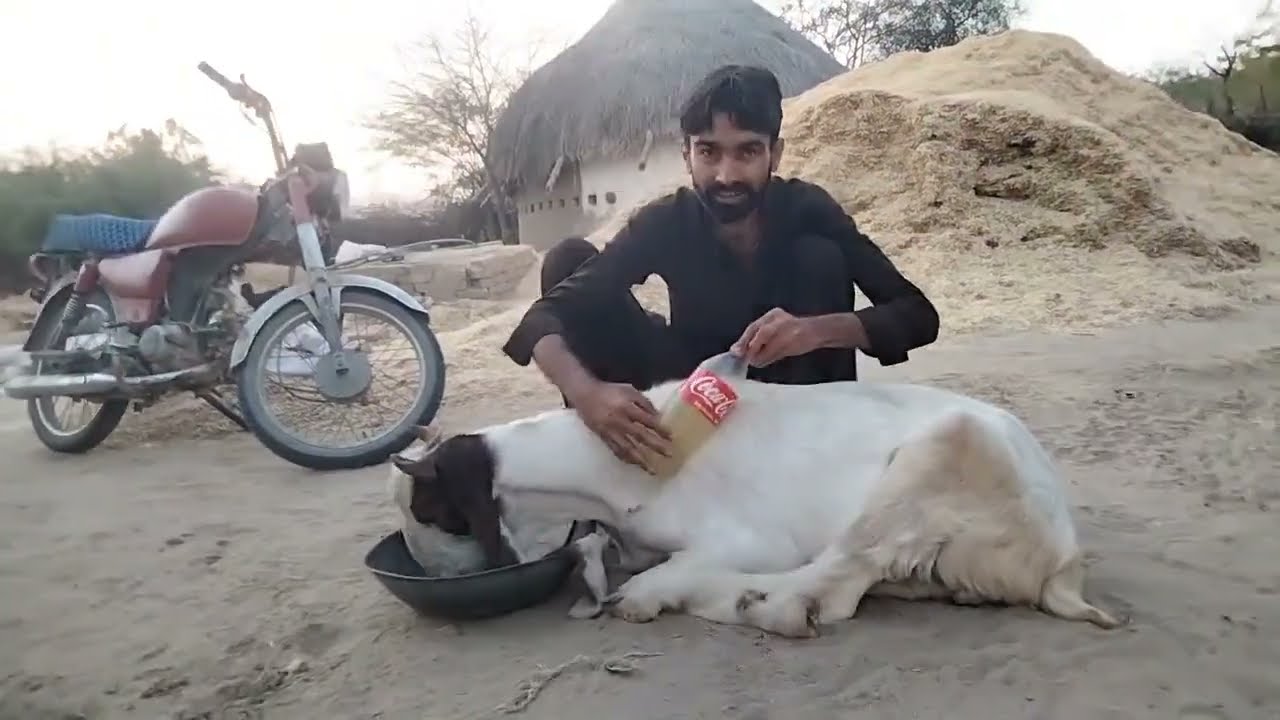 Manzoor goats forame #goat #camel #yt 