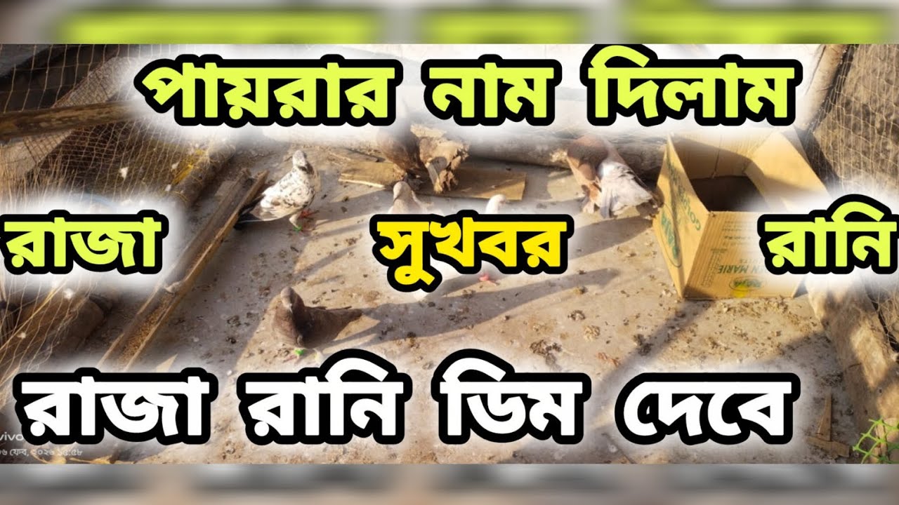 পায়রার নাম দিয়ে দিলাম|🔥|রাজা আর রানি ও সুলতান |💯| রাজা আর রানি খের টানছে |🔥| তারাতারি ডিম দেবে 😘