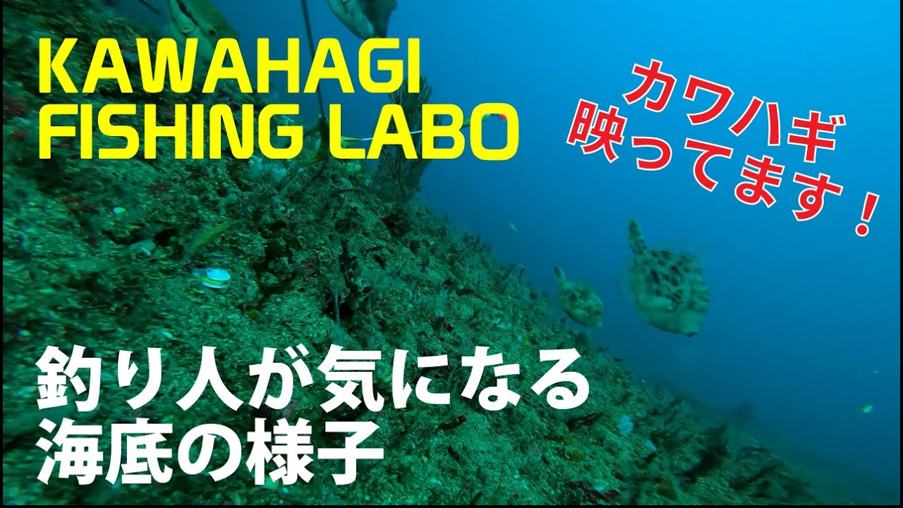 ザブトンカッパのカワハギフィッシングラボ ＃000 釣り人が気になる「海の中はどうなっているの？」にこたえる海中映像です。