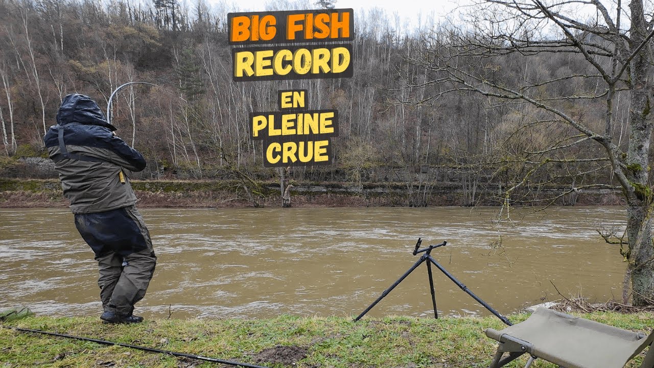 Capture phénoménale dans un amorti de la rivière en crue !