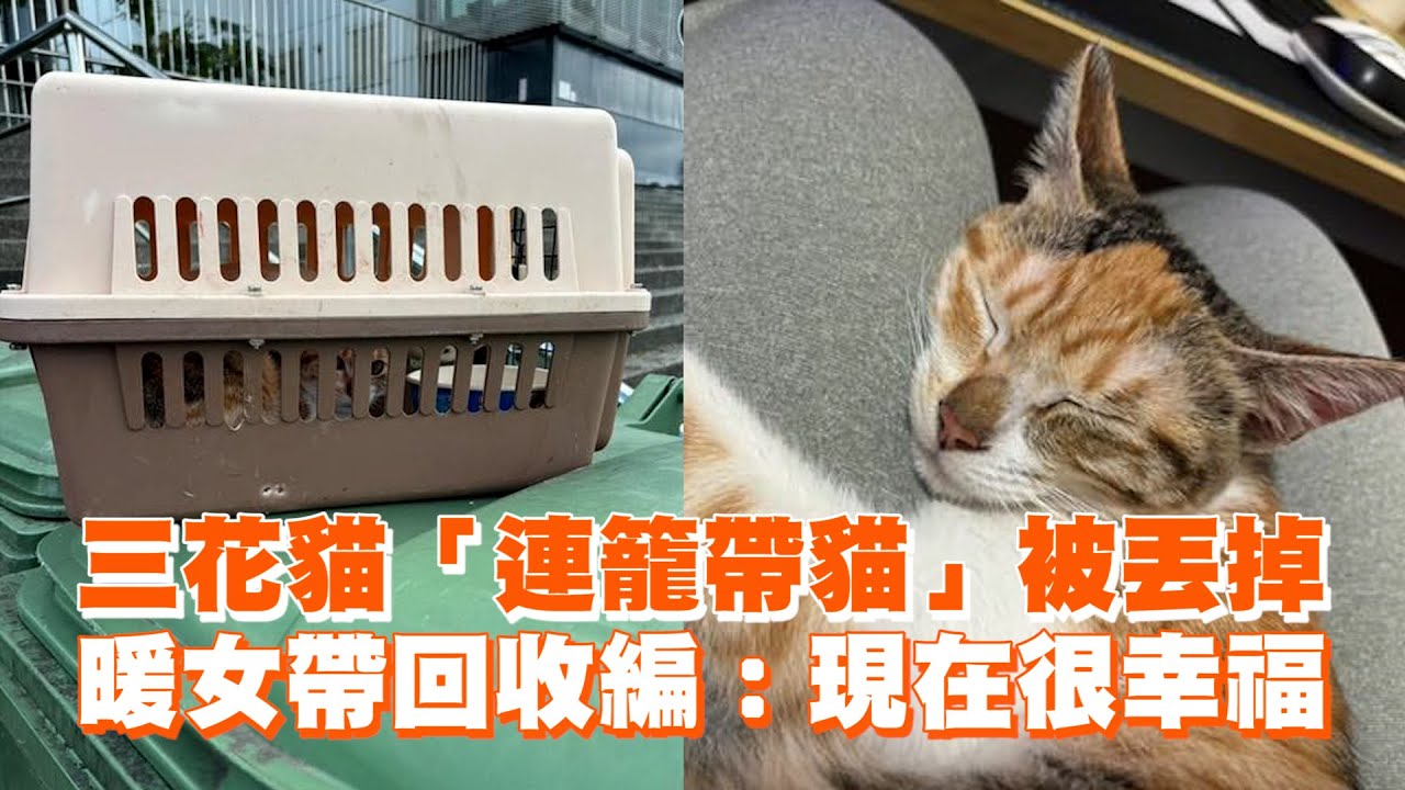 三花貓「連籠帶貓」被丟掉　暖女帶回收編：現在很幸福｜寵物動物｜棄養｜子母垃圾車｜精選影片