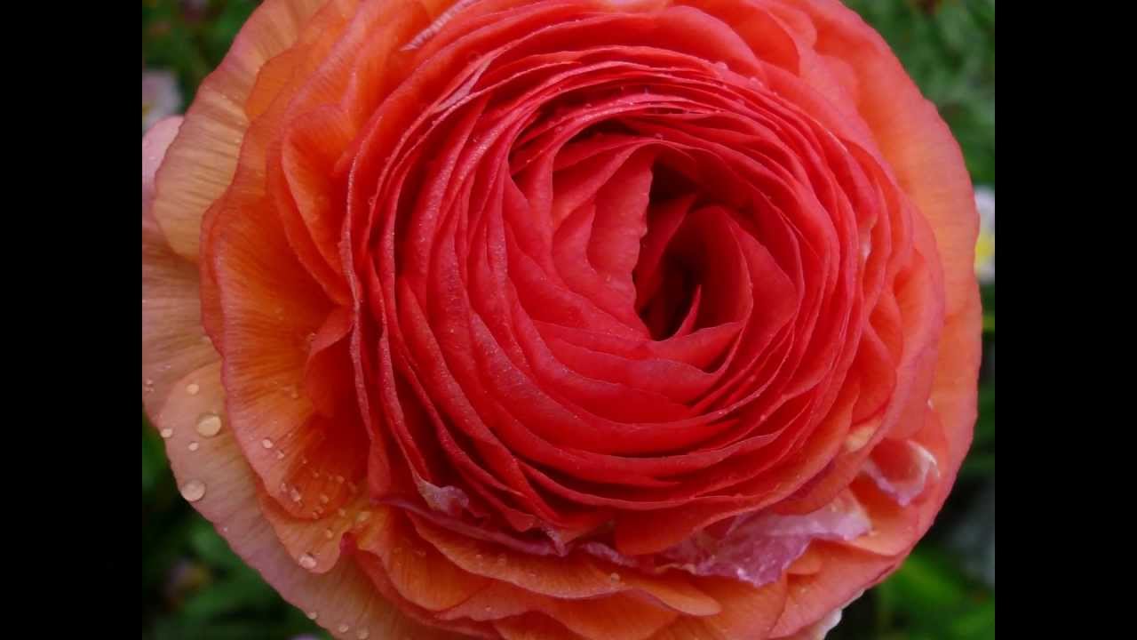 Colors - Unisonance