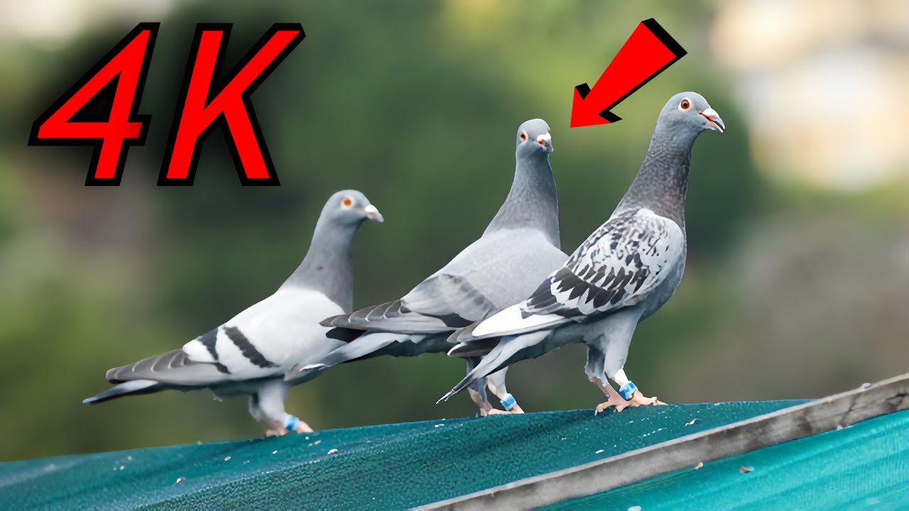 RACİNG PİGEONS | Pigeon videos 4k | Pigeon compilation