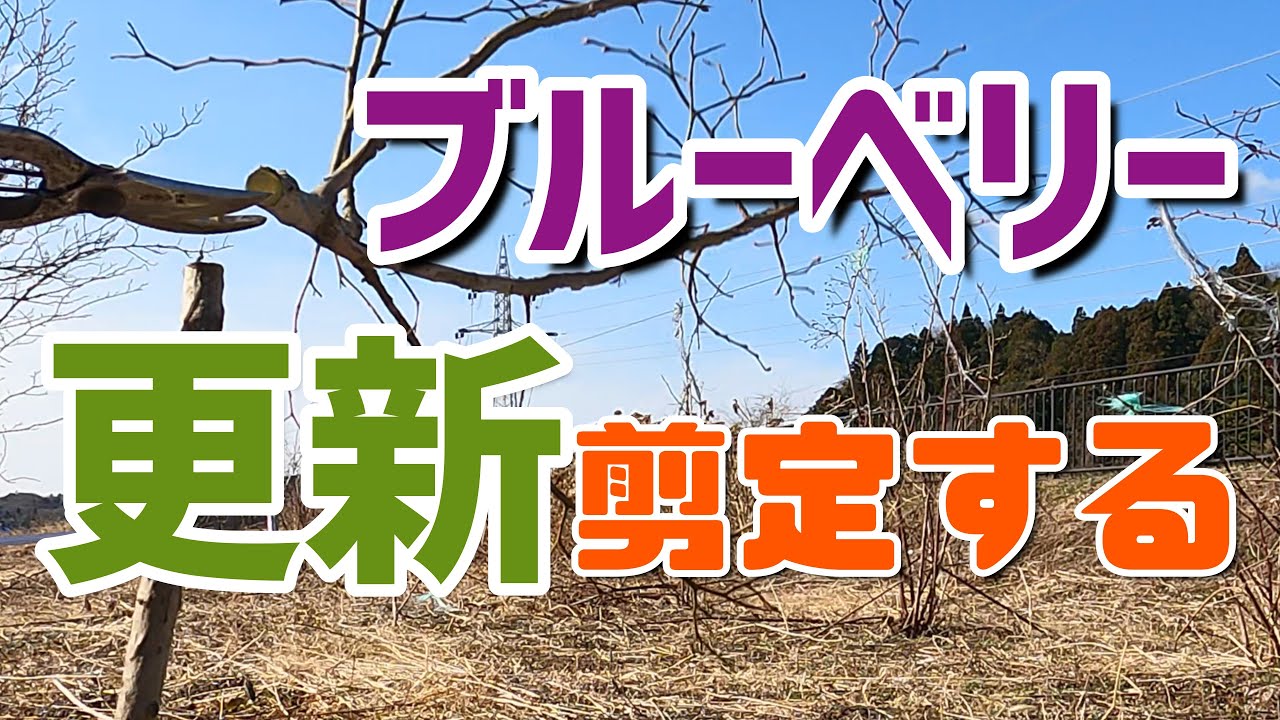 ブルーベリーは更新剪定すると生き返る