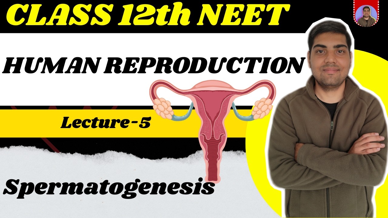 Human Reproduction | Class 12 | Lecture 5 | Spermatogenesis &  it's Hormonal Control NEET