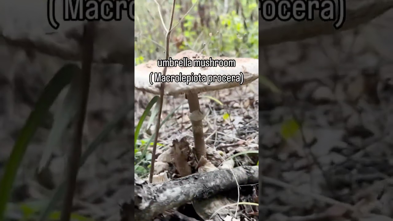 Fried umbrella mushrooms/ recipe