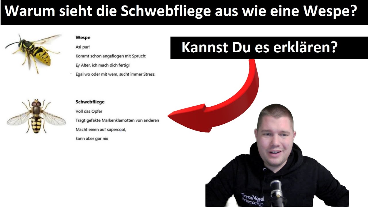 ABI-TRAINING - Evolution (1): Synthetische Evolutionstheorie | Beispiel Wespe & Schwebfliege.